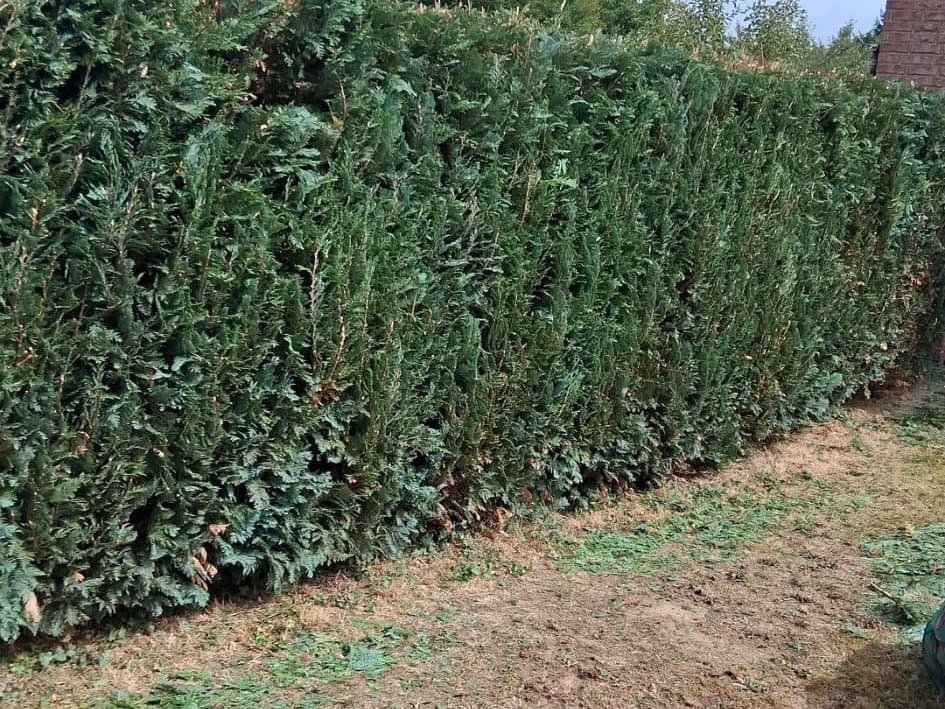 In Form geschnittene Hecke entlang eines Grundstücks nach dem Schnitt